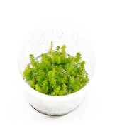 ADA 綠羽毛 Myriophyllum hippuroides IC452